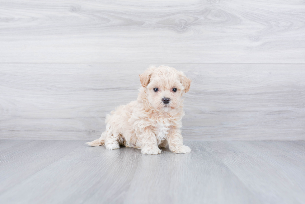 Playful Maltepoo Poodle Mix Puppy