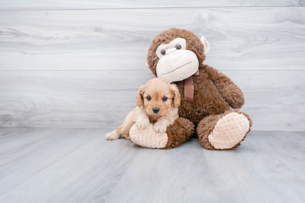 Small Cavapoo Baby