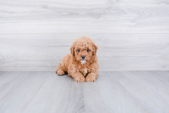 Cavapoo Puppy for Adoption