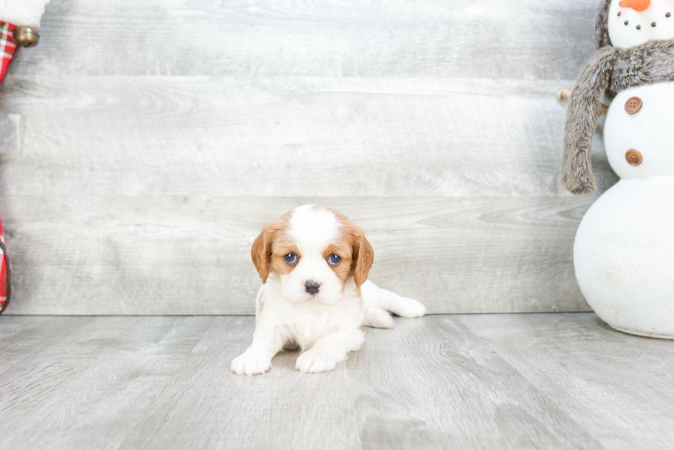 Energetic Cavalier King Charles Spaniel Purebred Puppy