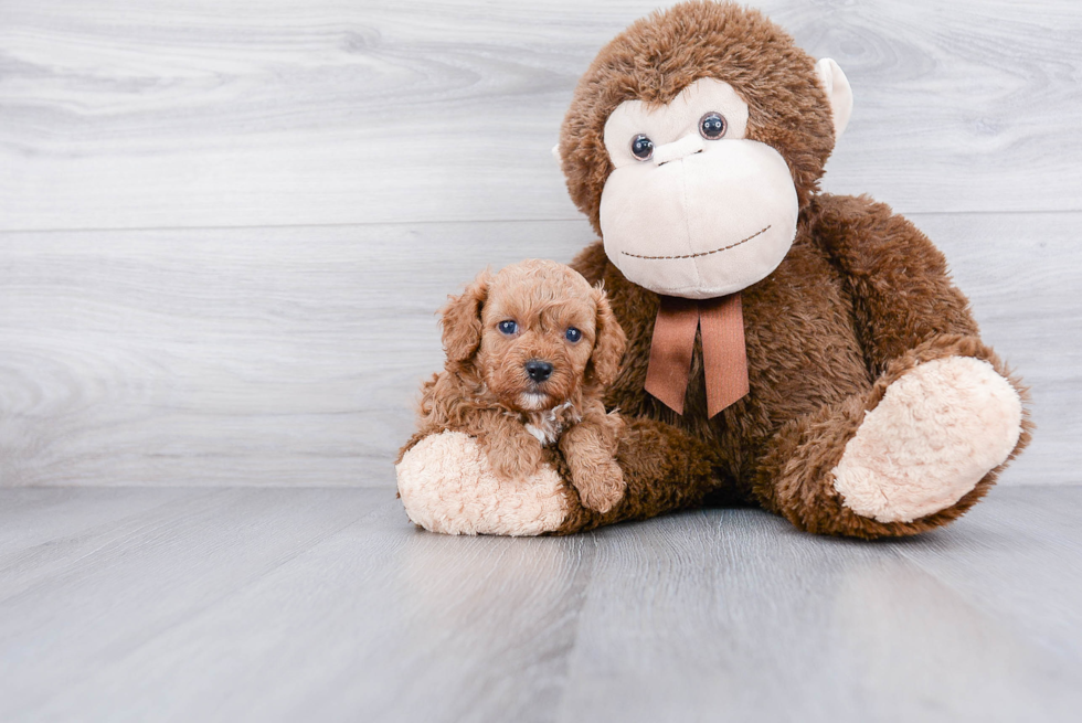 Petite Cavapoo Poodle Mix Pup