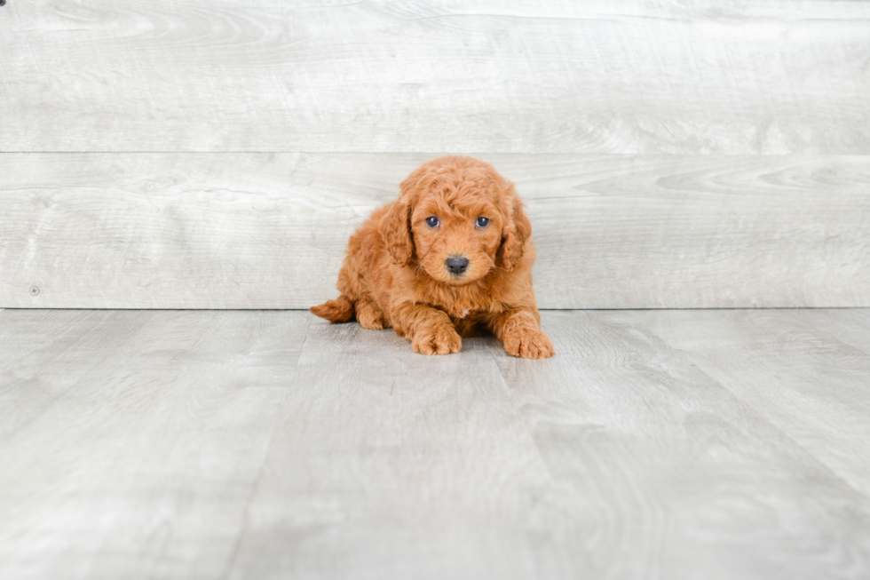 Energetic Golden Retriever Poodle Mix Puppy