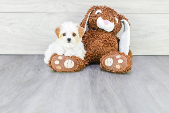 Morkie Pup Being Cute