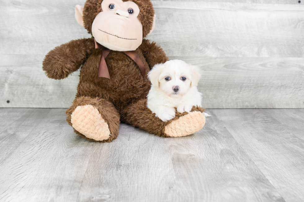 Hypoallergenic Maltese Poodle Poodle Mix Puppy