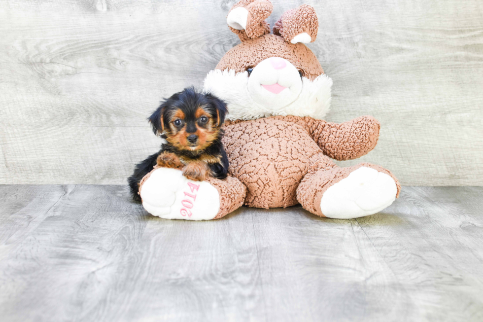 Meet Steph - our Yorkshire Terrier Puppy Photo 