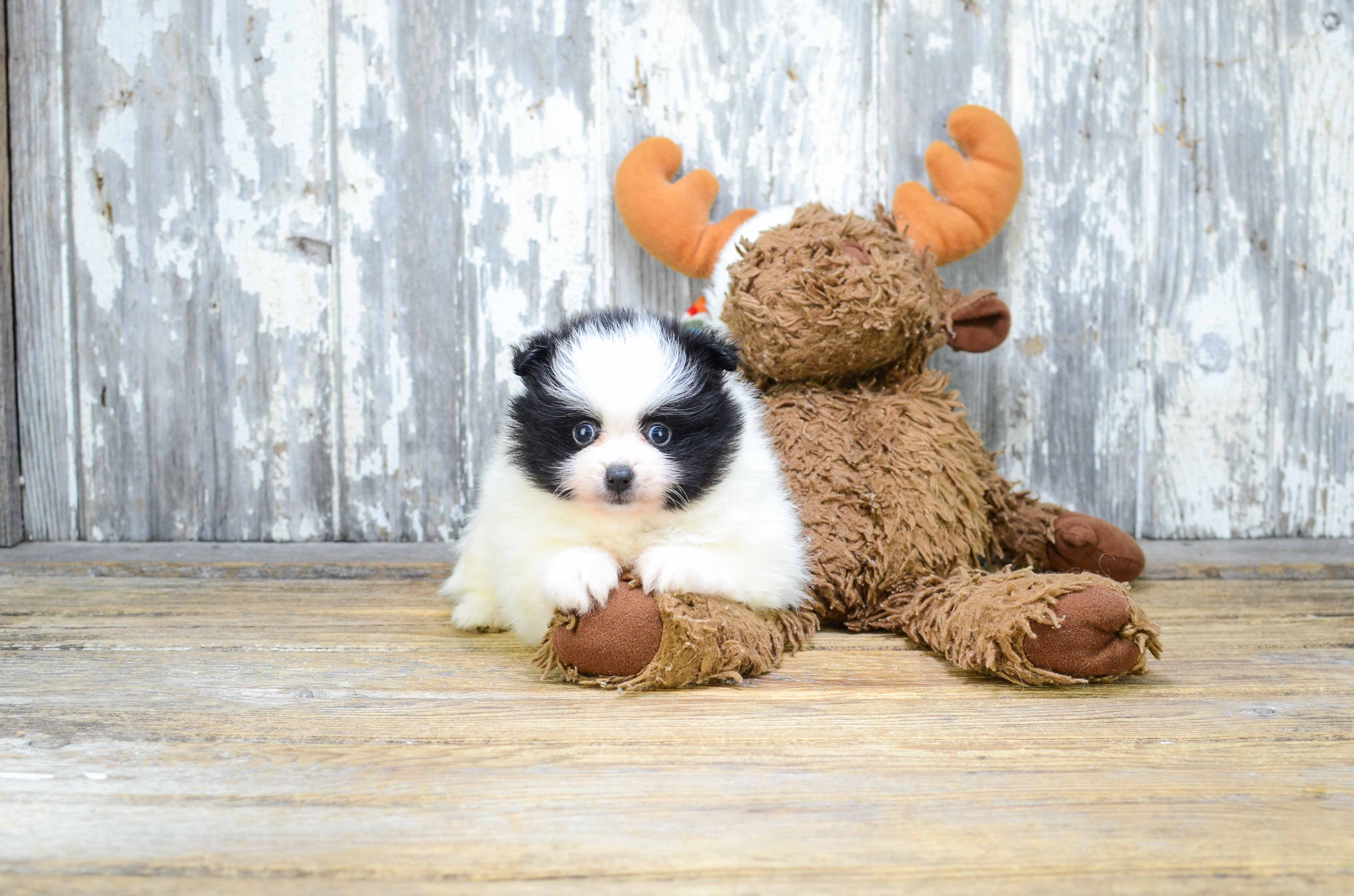 Pomeranian Pup Being Cute