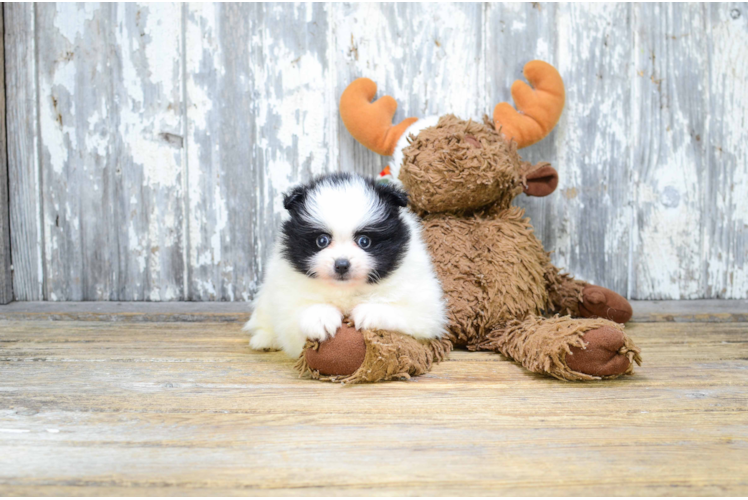 Pomeranian Pup Being Cute