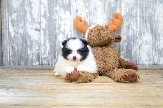 Pomeranian Pup Being Cute