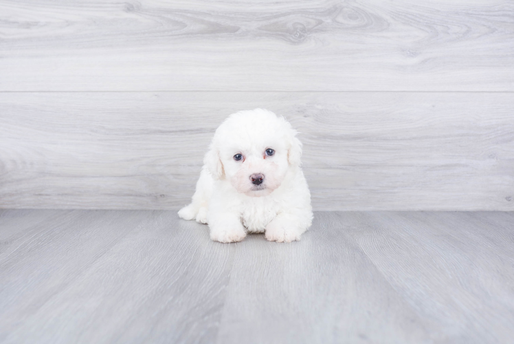 Best Bichon Frise Baby