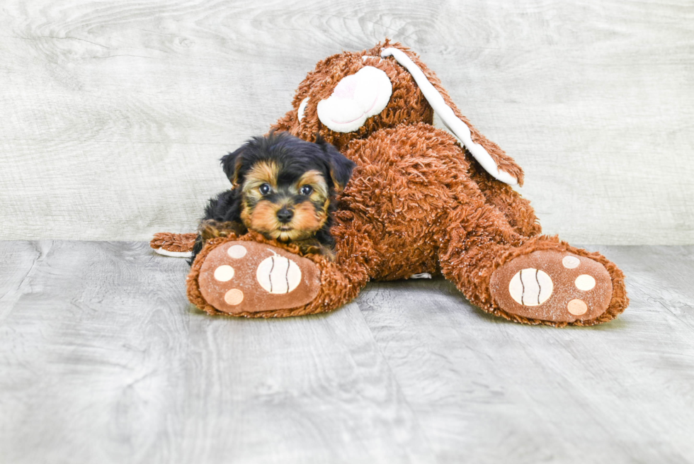 Meet Roscoe - our Yorkshire Terrier Puppy Photo 