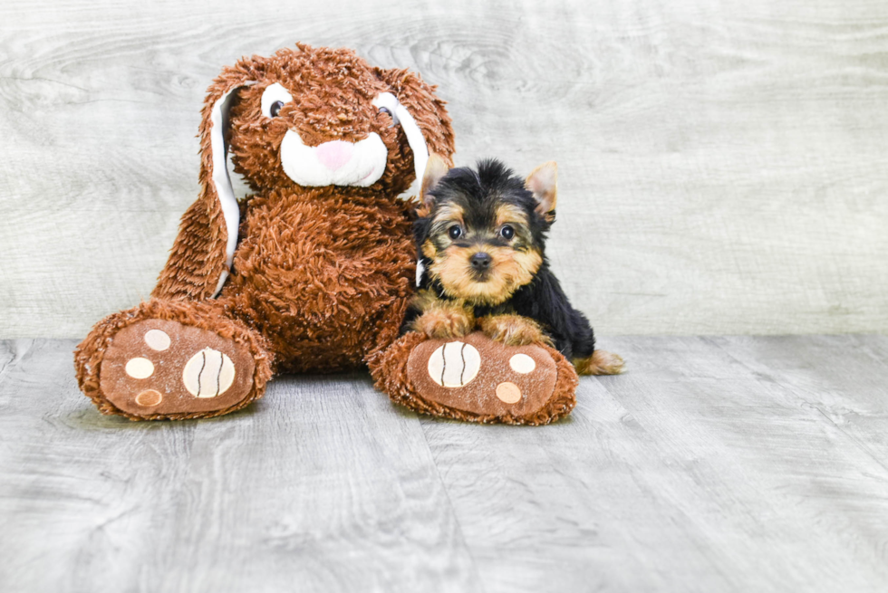 Meet Joey - our Yorkshire Terrier Puppy Photo 