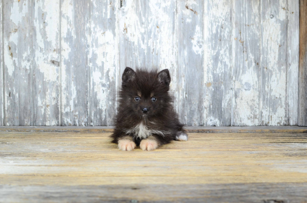 Best Pomsky Baby