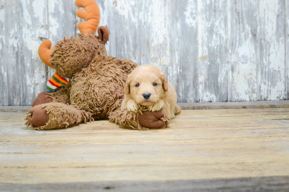 Best Mini Goldendoodle Baby