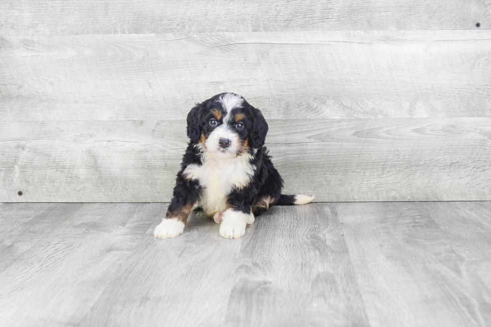 Best Mini Bernedoodle Baby