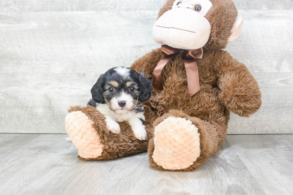 Popular Cavachon Designer Pup