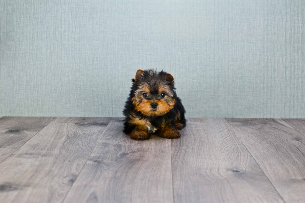 Meet Goldie - our Yorkshire Terrier Puppy Photo 