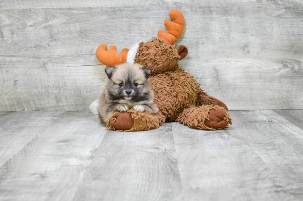 Fluffy Pomeranian Purebred Puppy