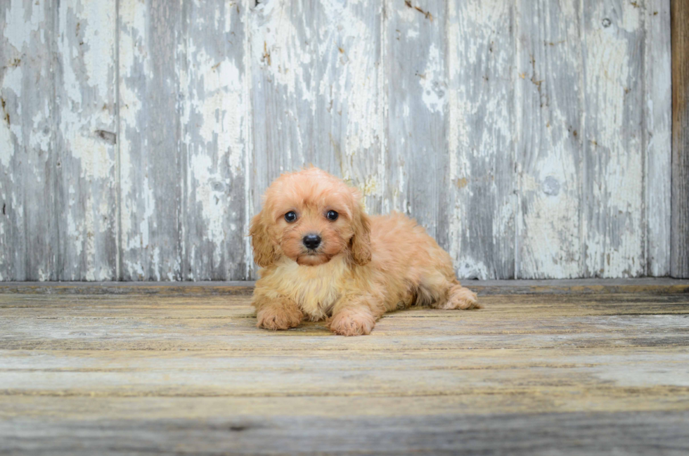 Sweet Cavapoo Baby