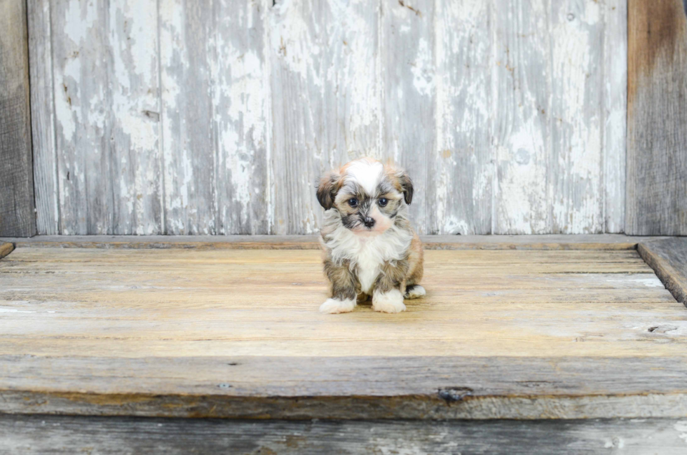 Havanese Puppy for Adoption