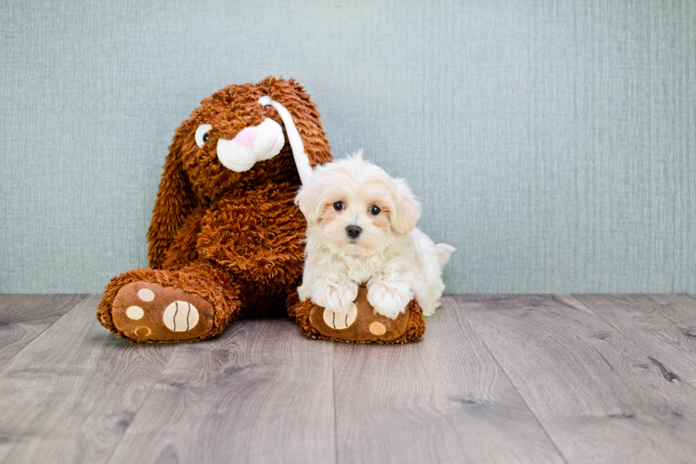 Maltipoo Puppy for Adoption