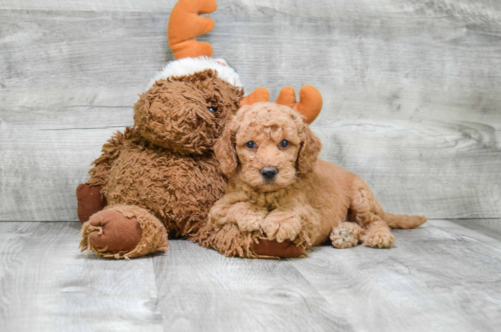 Mini Goldendoodle Puppy for Adoption