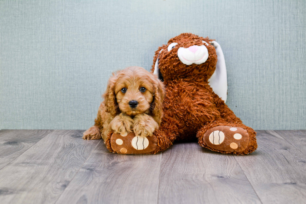 Cavapoo Pup Being Cute