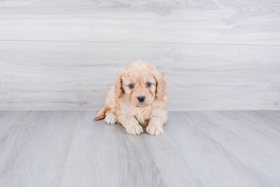 Best Cavapoo Baby