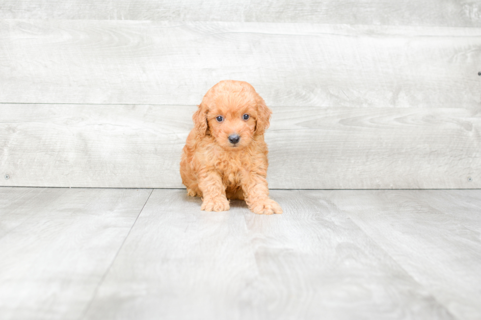 Friendly Mini Goldendoodle Baby