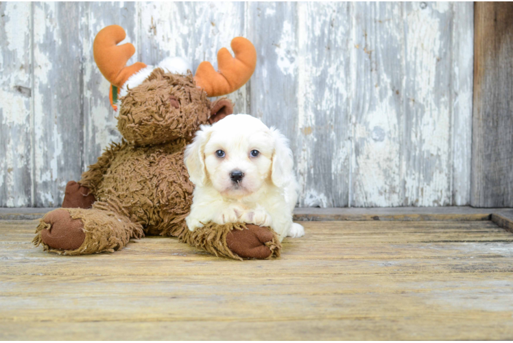 Best Cavachon Baby