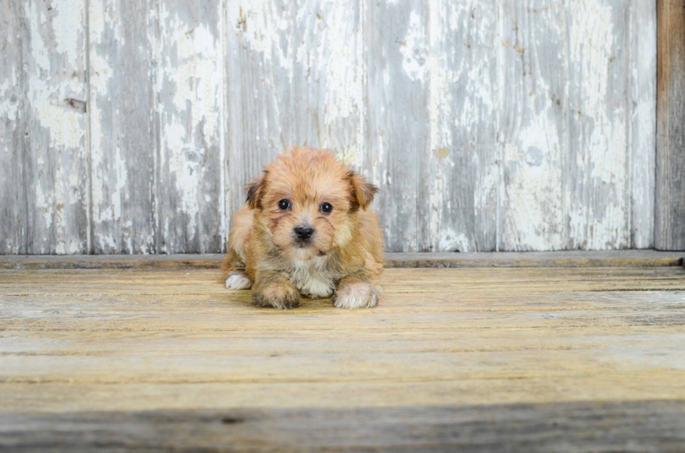 Popular Morkie Designer Pup