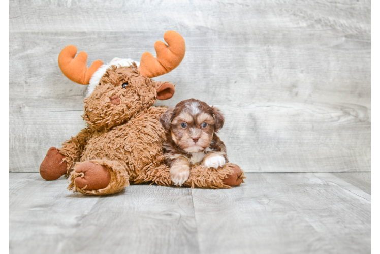 Cute Teddy Bear Baby