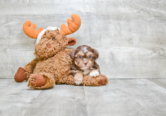 Cute Teddy Bear Baby