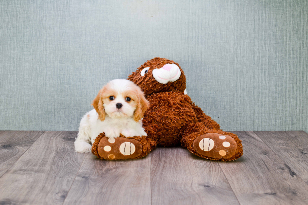 Hypoallergenic Cavoodle Poodle Mix Puppy