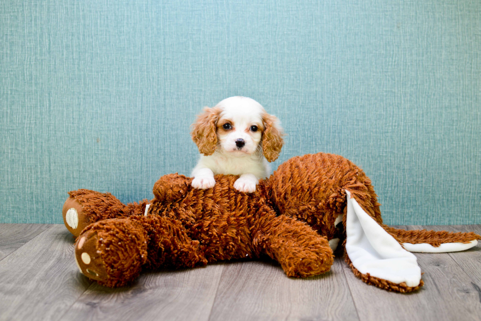 Petite Cavachon Designer Pup