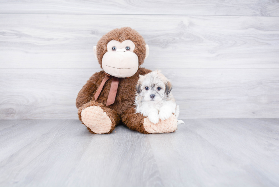 Funny Havanese Baby