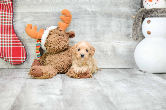 Popular Cavapoo Poodle Mix Pup