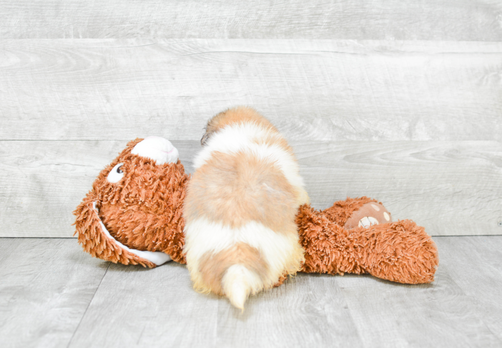 Hypoallergenic Maltipom Designer Puppy