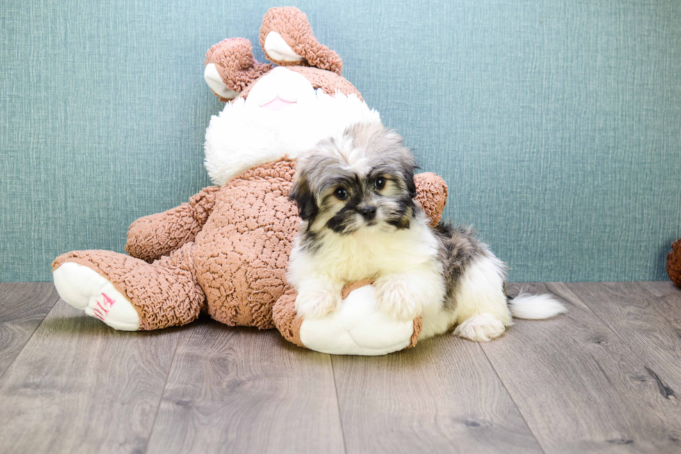 Havanese Pup Being Cute