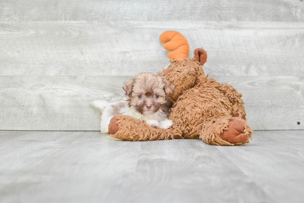 Popular Havanese Purebred Pup