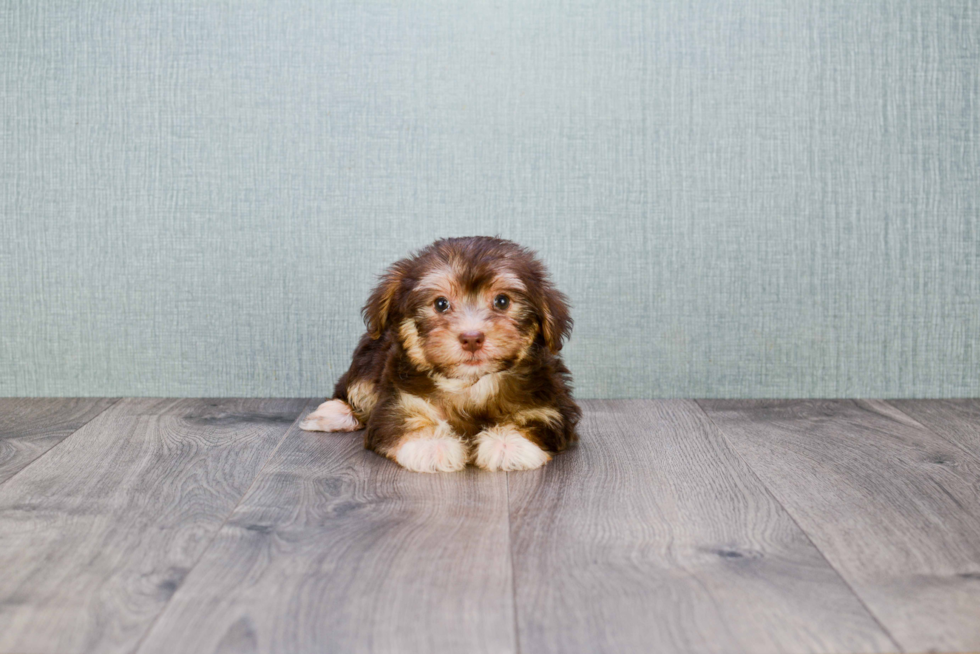 Petite Morkie Designer Pup