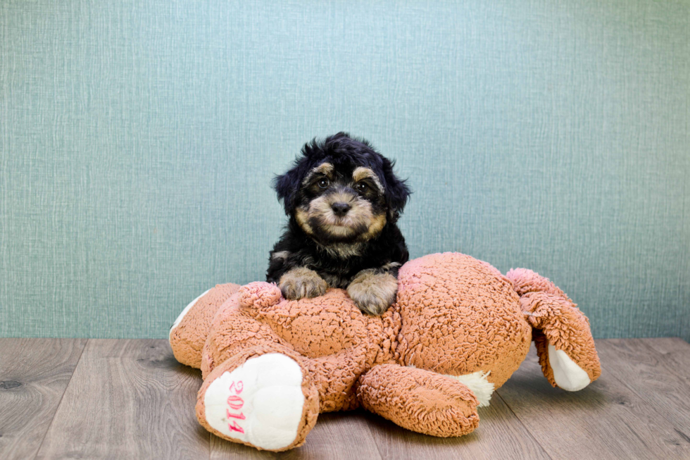 Akc Registered Havanese Baby