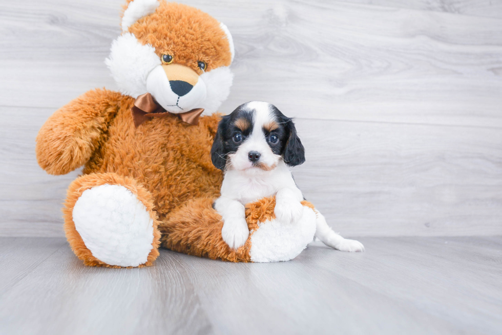 Small Cavalier King Charles Spaniel Baby