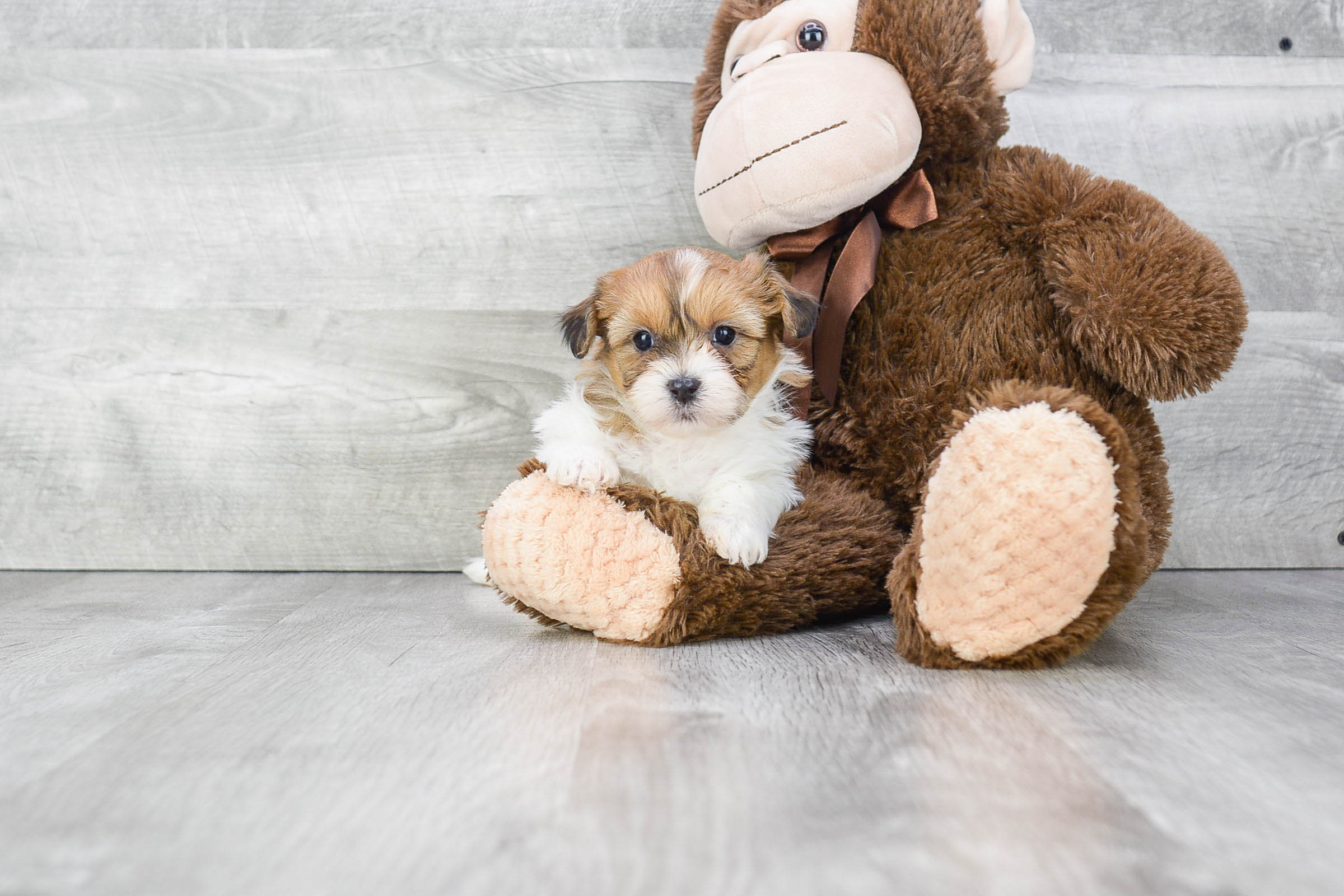 Teddy Bear Puppy for Adoption