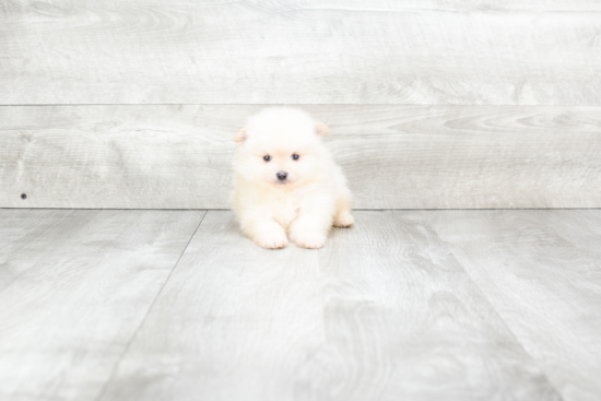 Friendly Pomeranian Purebred Pup