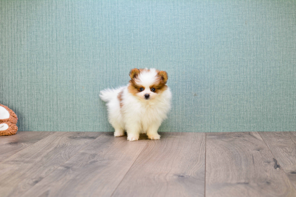 Petite Pomeranian Purebred Puppy