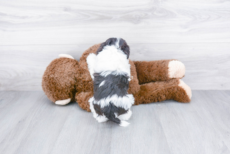 Hypoallergenic Havanese Baby