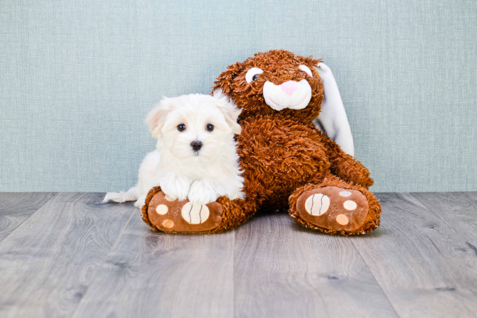 Maltipoo Puppy for Adoption