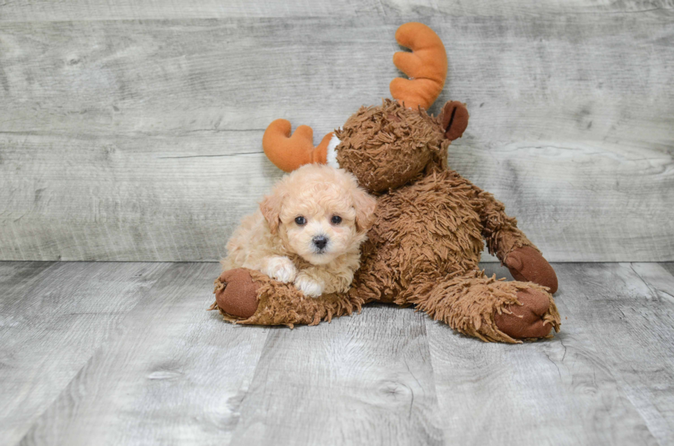 Maltipoo Puppy for Adoption