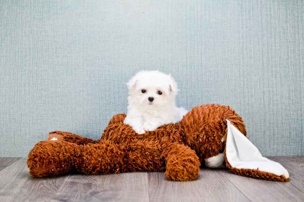 Hypoallergenic Maltese Purebred Pup