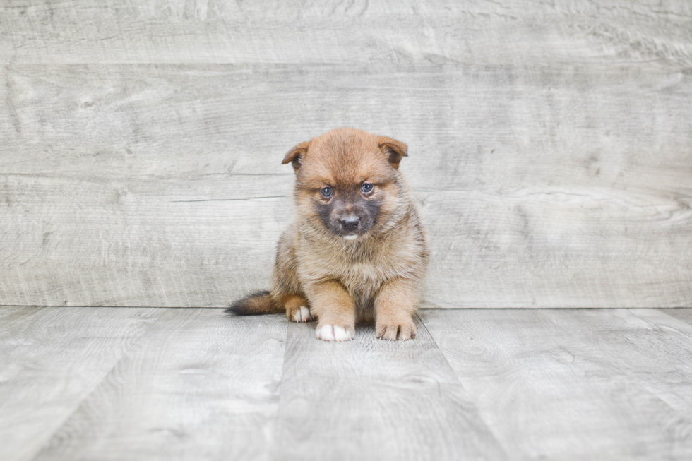 Petite Pomsky Designer Pup